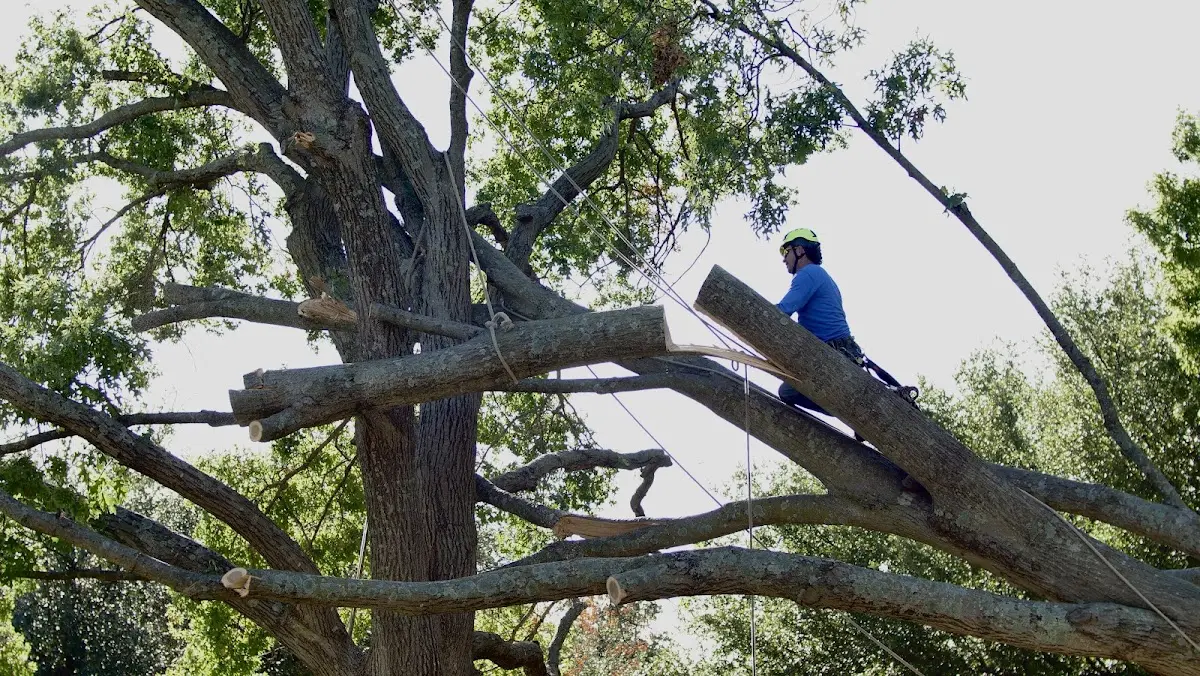 Professional Crown Thinning performed by certified arborists in Wachapreague