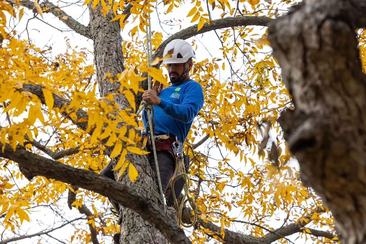 Skilled Storm Damage Cleanup crew working in Wachapreague