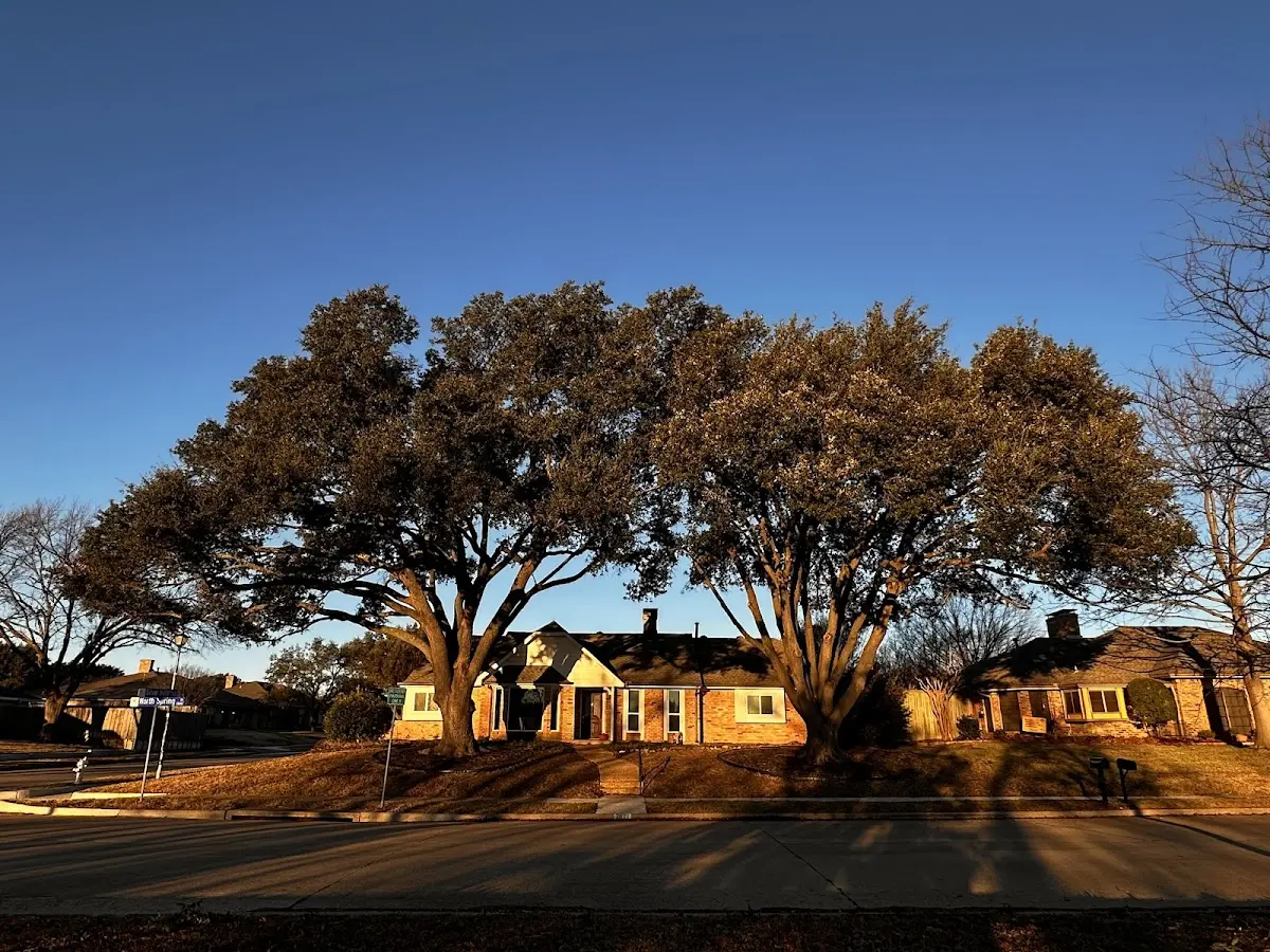 Established residential canopy tree shading a home in Wachapreague